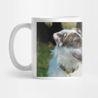 Harry the rescue crossbreed dog out on a walk Mug